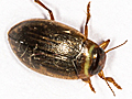 Laccophilus minutus